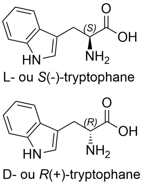 Fichier:Tryptophane (Trp, W).png